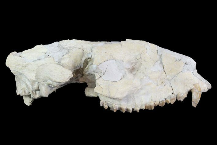Oreodont (Merycoidodon) Partial Skull - Wyoming #95062